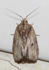 Eligminae