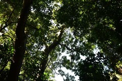 Philenoptera sutherlandii