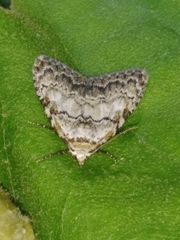 Meganola strigula