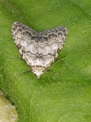 Meganola strigula