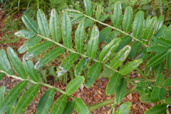 Liriomyza clianthi
