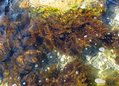 Gongolaria barbata
