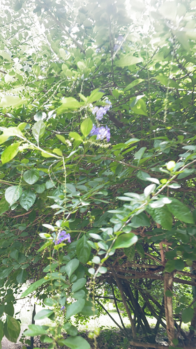 Skyflower