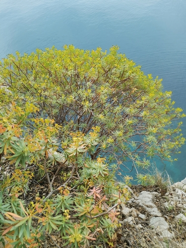 Drvenasta mlječika (Euphorbia dendroides)