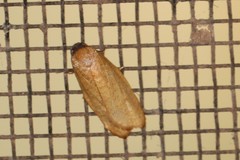 Sparganothis demissana