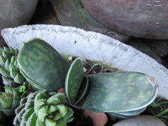 Gasteria brachyphylla