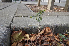Senecio vulgaris