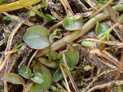 Lobelia ionantha