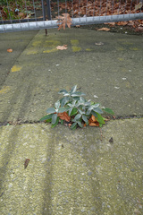 Buddleja davidii