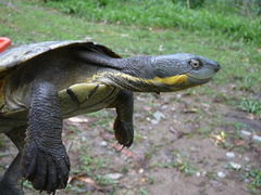Myuchelys georgesi