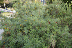 Sophora molloyi