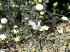 Pontia sisymbrii