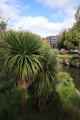 Cordyline australis