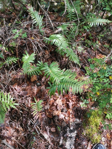 sladič južný pravý (Polypodium cambricum)
