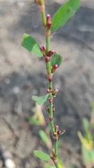 Polygonum bellardii