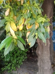 Cocculus laurifolius