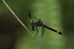 Agrionoptera sexlineata