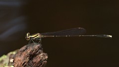Elattoneura analis
