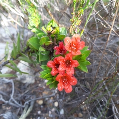 Lobostemon sanguineus