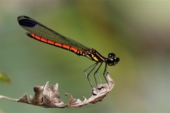 Libellago aurantiaca