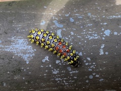 Cyclosia papilionaris