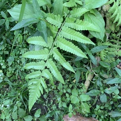 Diplazium esculentum
