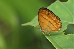 Mycalesis anapita