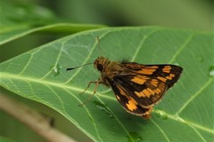 Potanthus rectifasciata