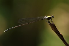 Prodasineura dorsalis