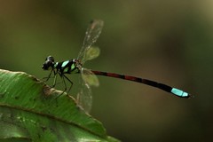 Rhinagrion borneense