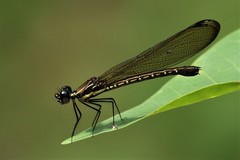 Rhinocypha cucullata