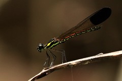 Sundacypha petiolata