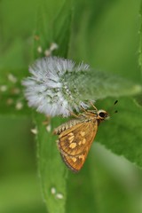 Taractrocera ardonia