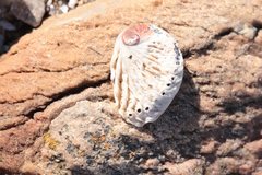 Haliotis spadicea
