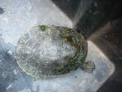 Myuchelys georgesi