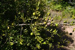 Rytigynia celastroides australis