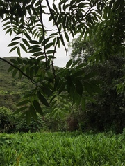 Zanthoxylum avicennae