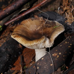 Russula neerimea