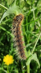 Lemonia philopalus