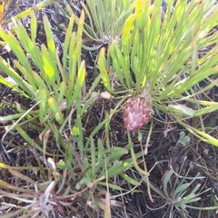 Protea pudens