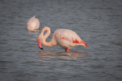 Phoenicopterus roseus