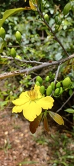 Dilleniaceae