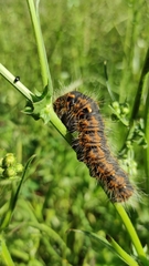 Lemonia philopalus