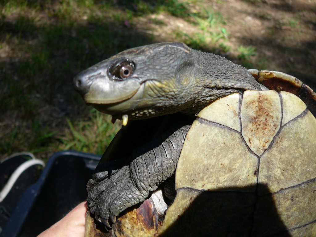 Bellinger River Snapping Turtle in October 2007 by Darren Fielder ...