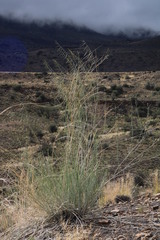 Gomphocarpus filiformis