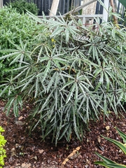 Plerandra elegantissima