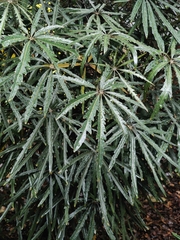 Plerandra elegantissima