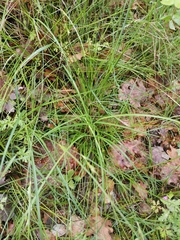 Carex depauperata