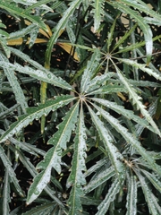 Plerandra elegantissima
