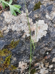 Carex depauperata